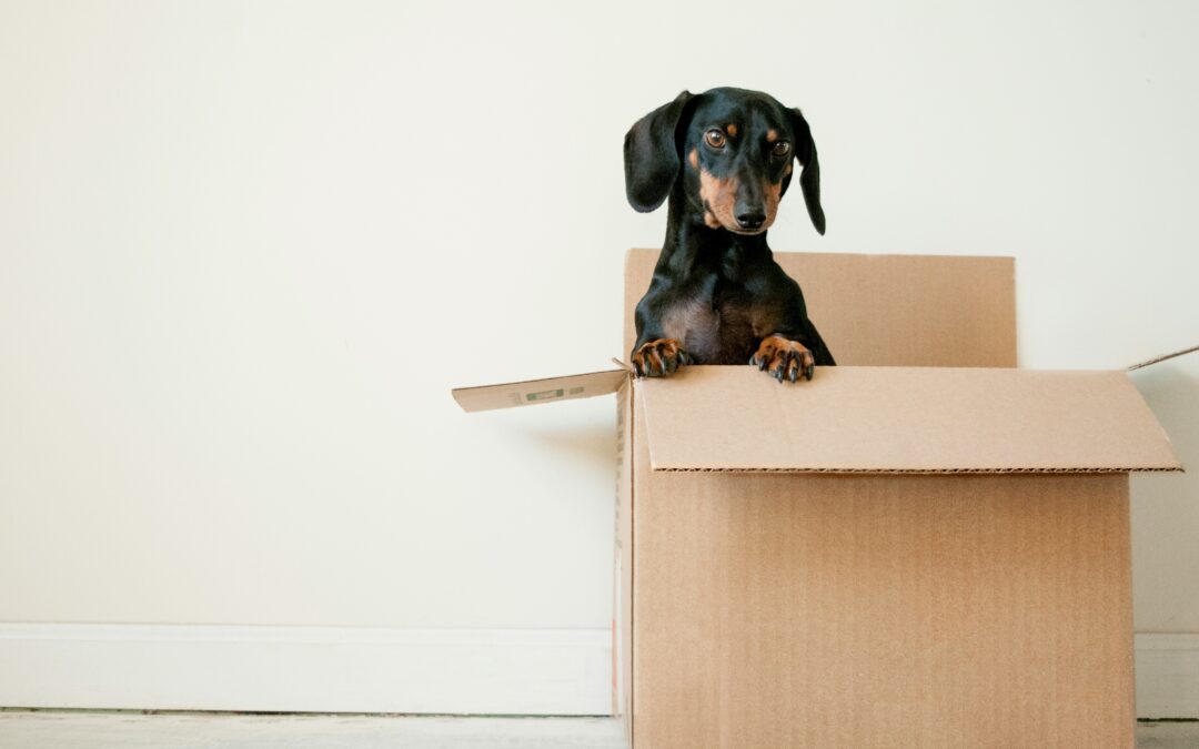 Clear the Clutter, Lighten the Load: Decluttering Before Moving